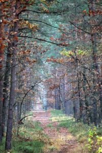 Jesienny widok przecinki leśnej w Puszczy Kozienickiej.