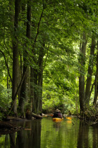 Para kajakarzy spokojnie płynie w dół rzeki Krytyni gęsto porośniętej różnorodnymi drzewami rezerwatu.