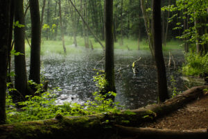 Krople deszczu rozbijają się w wodach rozlewiska leśnego rzeki Łyny.